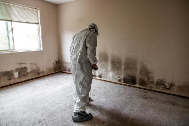 Best DIY Mold Remediation Support Services in Waynesville, NC